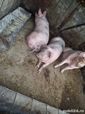 vand porci - imagine 3