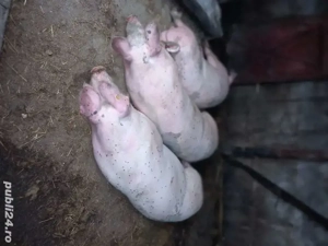 vand porci - imagine 2