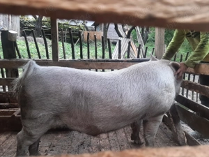 Vând Porcii Bio!!!!! Fără Slănină!!