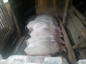 Vând Porcii Bio!!!!! Fără Slănină!! - imagine 3