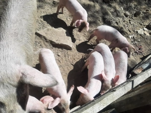 Vând Porcii Bio!!!!! Fără Slănină!! - imagine 2