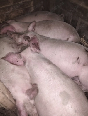 Vând Porcii Bio!!!!! Fără Slănină!! - imagine 5