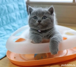 British Shorthair Blue  - imagine 2