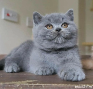 British Shorthair Blue