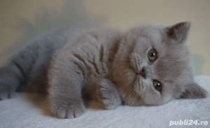 British Shorthair Blue  - imagine 4