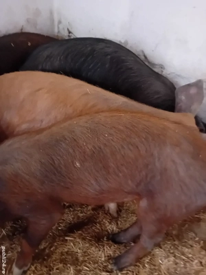 soldani 3 luni jumate 350 leu