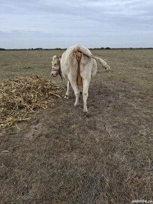 vând vaca de afatarea în 5 luni - imagine 4