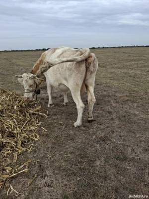 vând vaca de afatarea în 5 luni - imagine 2