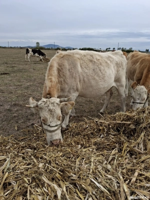 vând vaca de afatarea în 5 luni