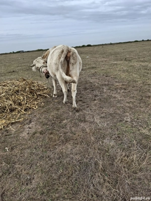 vând vaca de afatarea în 5 luni - imagine 5