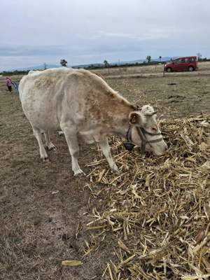 vând vaca de afatarea în 5 luni - imagine 3
