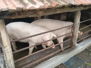Vând porci rasă de carne