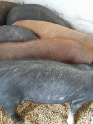 soldani 3 luni jumate 350 lei