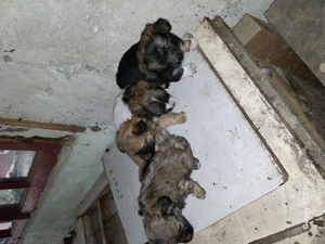 donez catelusi  - imagine 3 donez catelusi  - imagine 3