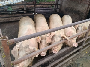 Vând porci rasă de carne - imagine 2