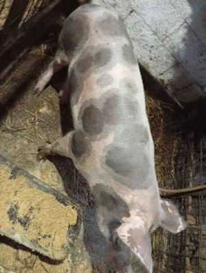 De vânzare porci de carne - imagine 2