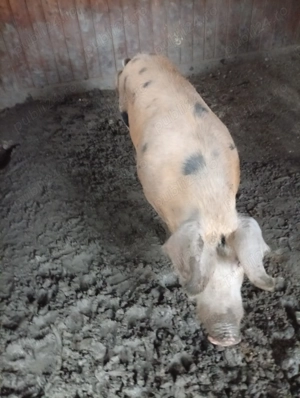 De vânzare porci de carne - imagine 4