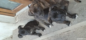 cautam o casuta nouă.  - imagine 3 cautam o casuta nouă.  - imagine 3