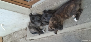 cautam o casuta nouă.  - imagine 2 cautam o casuta nouă.  - imagine 2