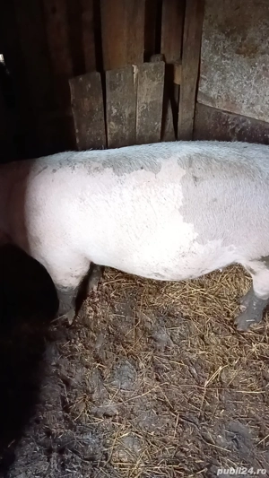 Caut stăpân! - imagine 2