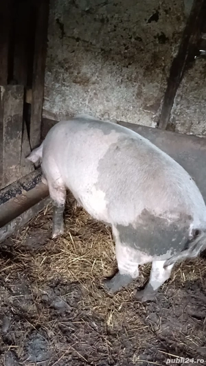 Caut stăpân! - imagine 3