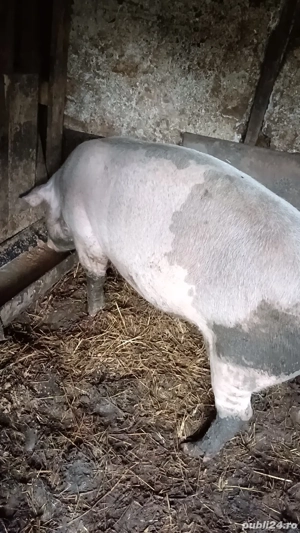 Caut stăpân! - imagine 4