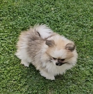Disponibil pui Pomeranian bicolor - băiețel - imagine 2