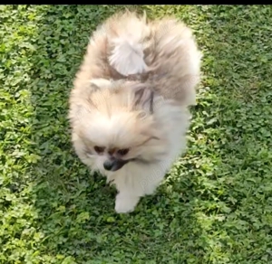 Disponibil pui Pomeranian bicolor - băiețel - imagine 3