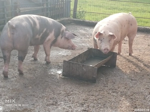 Porci grasi Calitate