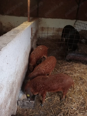 Godaci mangalița la 35-40 de kg  - imagine 2