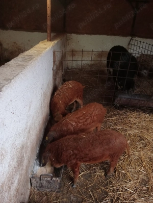 Godaci mangalița varietatea roșu somon 