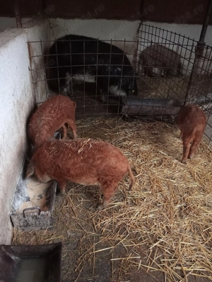 Godaci mangalița la 35-40 de kg  - imagine 4