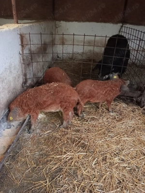 Godaci mangalița la 35-40 de kg 