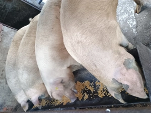 Vând porci rasă de carne - imagine 5