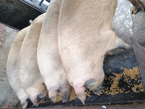 Vând porci rasă de carne - imagine 4