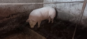 Vând purcea nu a fost fatata a nici o data  - imagine 3