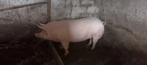 Vând porci pentru Crăciun  - imagine 4 Vând porci pentru Crăciun  - imagine 4