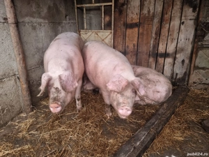 Vand porc  - imagine 3