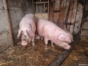 Vand porc  - imagine 2