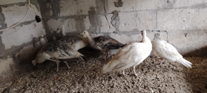 Păuni,iepuri,catel - imagine 3