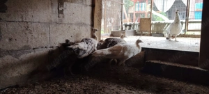 Păuni,iepuri,catel - imagine 4