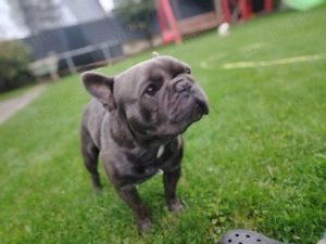 Păuni,iepuri,catel - imagine 2