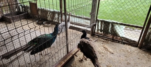 Păuni,iepuri,catel - imagine 5