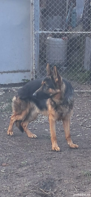 donez. urgent. ciobănec. german - imagine 2