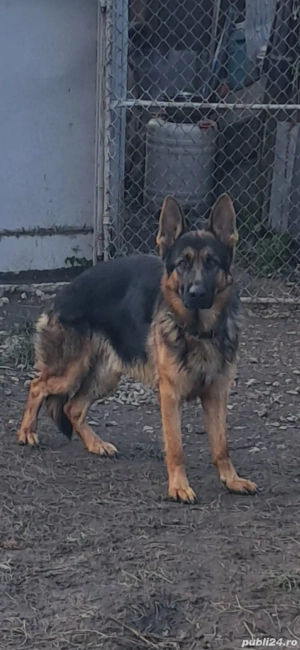 donez. urgent. ciobănec. german