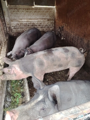 Vând porci pentru Craciun