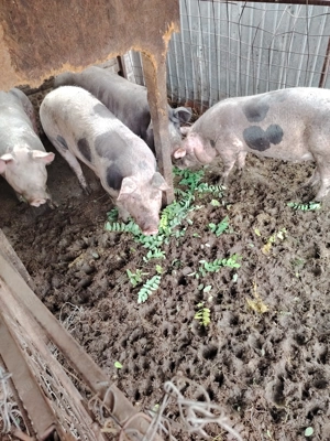 Vând porci pentru Crăciun  - imagine 3