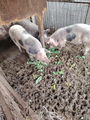 Vând porci pentru Crăciun  - imagine 4