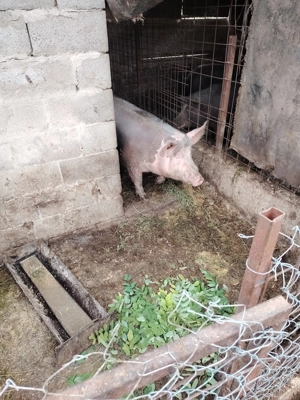 Vând porci pentru Crăciun  - imagine 5