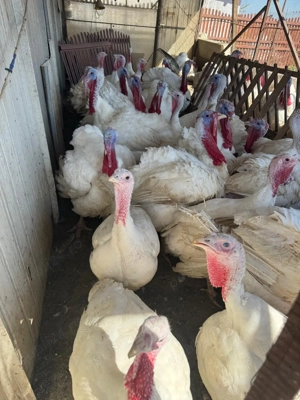 Curcani albi bio crescuți cu cereale bio